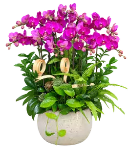 Chậu Lan Hồ Điệp Tím