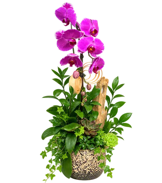 Chậu Lan Hồ Điệp Tím