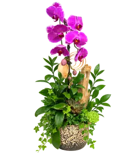 Chậu Lan Hồ Điệp Tím