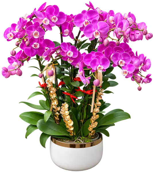 Chậu Lan Hồ Điệp Tím