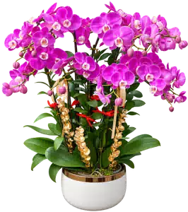 Chậu Lan Hồ Điệp Tím