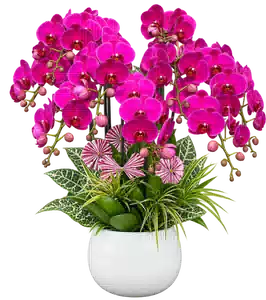 Chậu Lan Hồ Điệp Tím