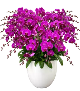 Chậu Lan Hồ Điệp Tím