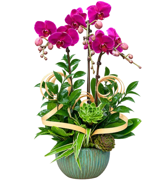 Chậu Lan Hồ Điệp Tím