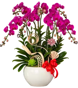 Chậu Lan Hồ Điệp Tím