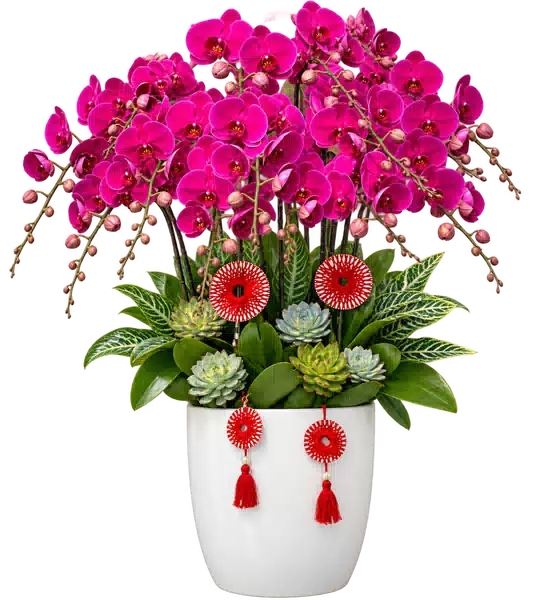 Chậu Lan Hồ Điệp Tím