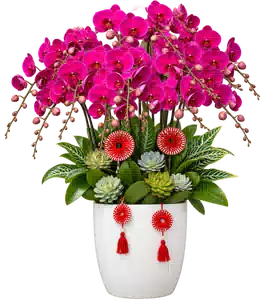 Chậu Lan Hồ Điệp Tím