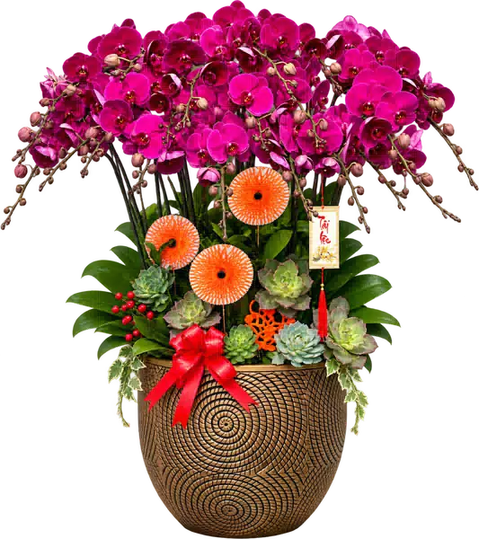 Chậu Lan Hồ Điệp Tím