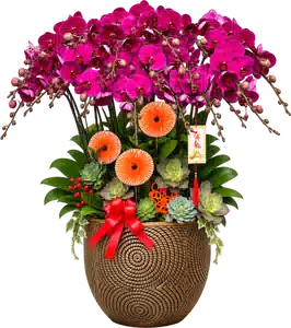 Chậu Lan Hồ Điệp Tím