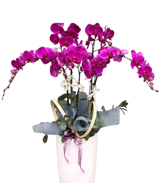 Chậu Lan Hồ Điệp Tím Fuchsia nhiều Cành Uốn Tỏa Hai