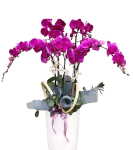 Chậu Lan Hồ Điệp Tím Fuchsia nhiều Cành Uốn Tỏa Hai