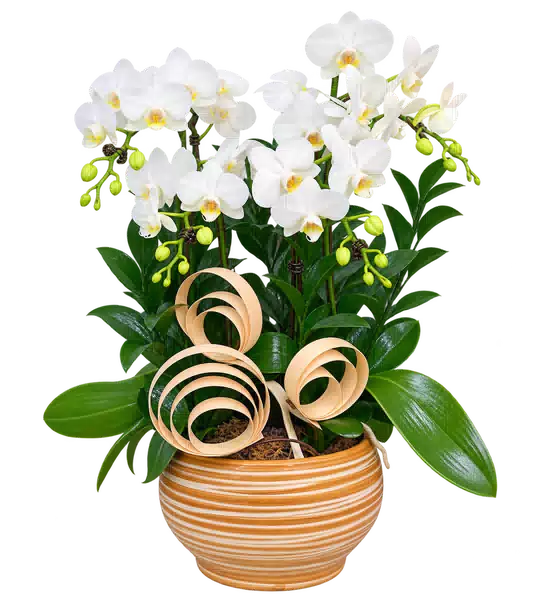 Chậu Lan Hồ Điệp Trắng