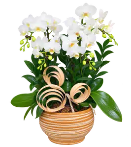 Chậu Lan Hồ Điệp Trắng