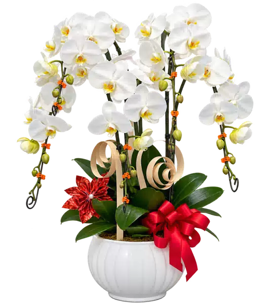 Chậu Lan Hồ Điệp Trắng