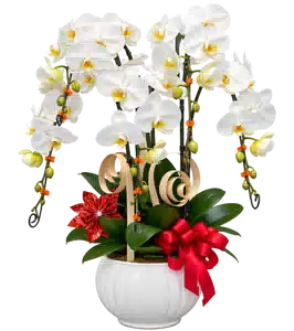 Chậu Lan Hồ Điệp Trắng