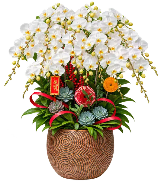Chậu Lan Hồ Điệp Trắng