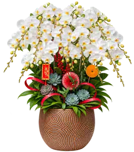 Chậu Lan Hồ Điệp Trắng