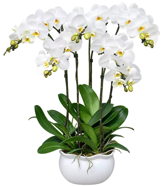 Chậu Lan Hồ Điệp Trắng
