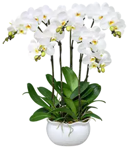 Chậu Lan Hồ Điệp Trắng