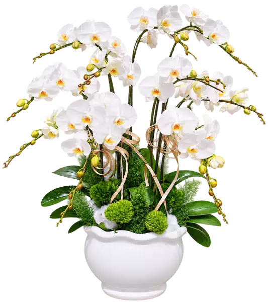 Chậu Lan Hồ Điệp Trắng