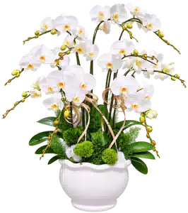 Chậu Lan Hồ Điệp Trắng