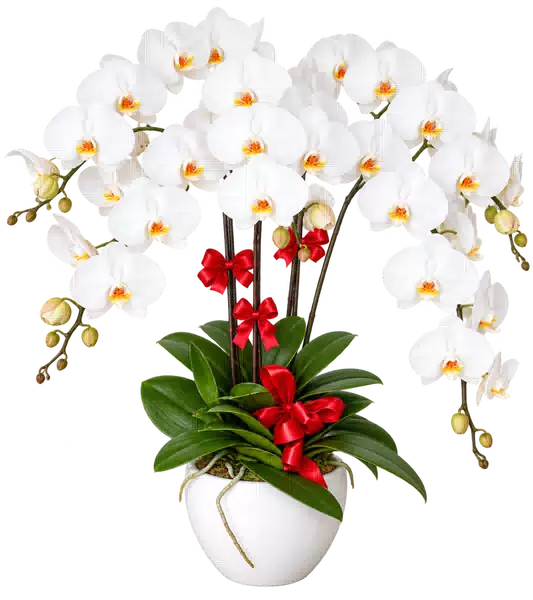 Chậu Lan Hồ Điệp Trắng