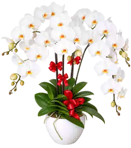 Chậu Lan Hồ Điệp Trắng