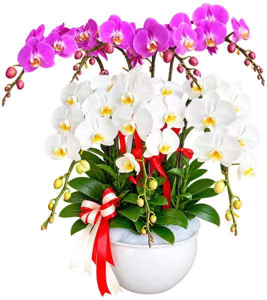 Chậu Lan Hồ Điệp Trắng