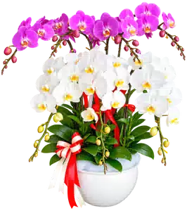 Chậu Lan Hồ Điệp Trắng