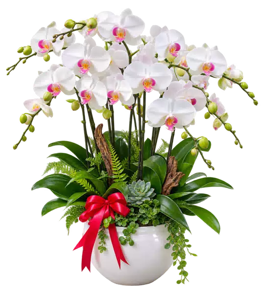 Chậu Lan Hồ Điệp Trắng