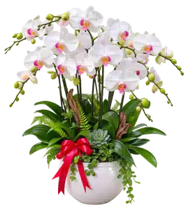 Chậu Lan Hồ Điệp Trắng