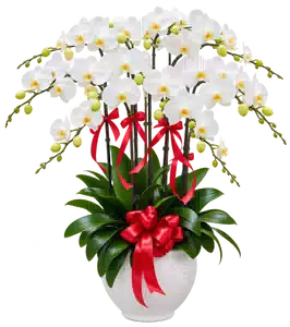 Chậu Lan Hồ Điệp Trắng