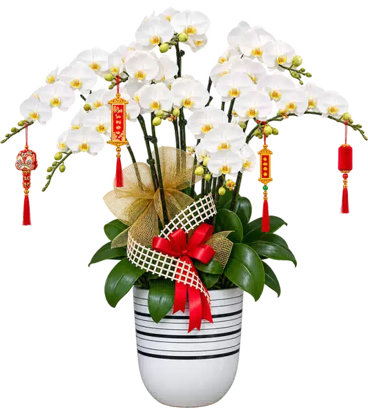 Chậu Lan Hồ Điệp Trắng