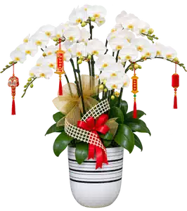 Chậu Lan Hồ Điệp Trắng