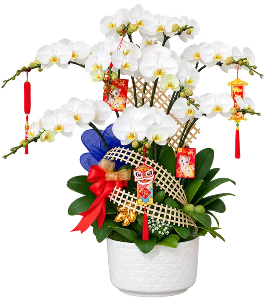 Chậu Lan Hồ Điệp Trắng