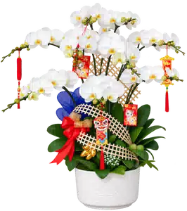 Chậu Lan Hồ Điệp Trắng