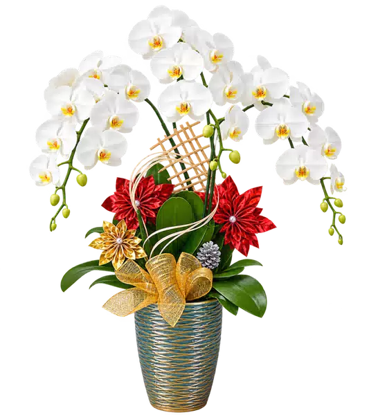 Chậu Lan Hồ Điệp Trắng