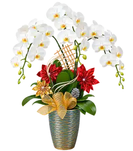 Chậu Lan Hồ Điệp Trắng