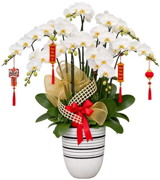 Chậu Lan Hồ Điệp Trắng