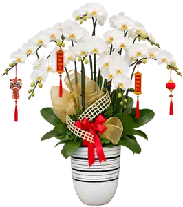 Chậu Lan Hồ Điệp Trắng