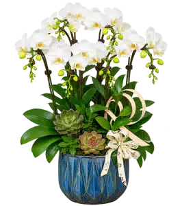 Chậu Lan Hồ Điệp Trắng