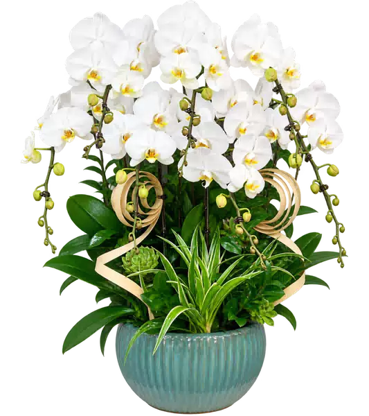 Chậu Lan Hồ Điệp Trắng