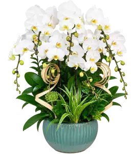 Chậu Lan Hồ Điệp Trắng