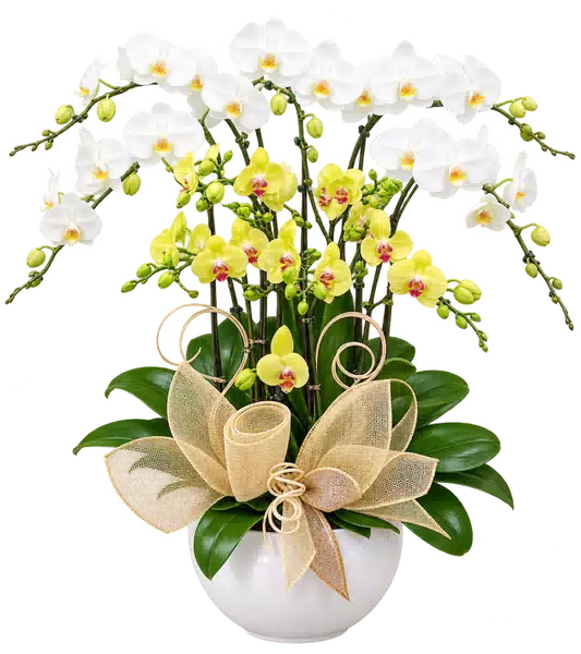 Chậu Lan Hồ Điệp Trắng