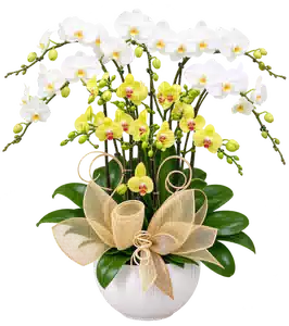 Chậu Lan Hồ Điệp Trắng