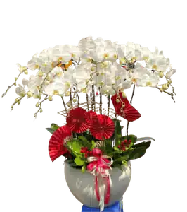Chậu Lan Hồ Điệp Trắng nhiều Cành 0403