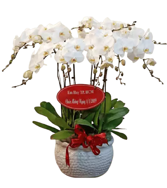 Chậu Lan Hồ Điệp Trắng nhiều Cành