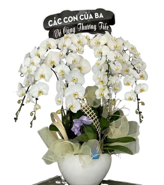 Chậu Lan Hồ Điệp Trắng nhiều Cành Rủ Cong