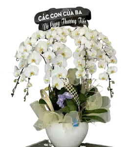 Chậu Lan Hồ Điệp Trắng nhiều Cành Rủ Cong