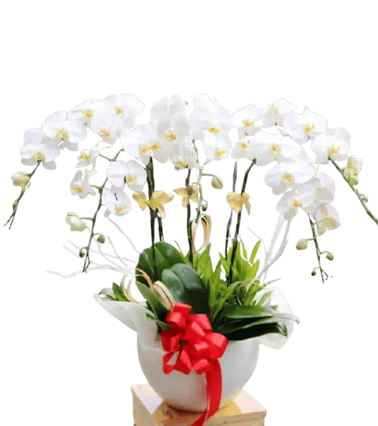 Chậu Lan Hồ Điệp Trắng nhiều Cành Xếp Vòm Rộng